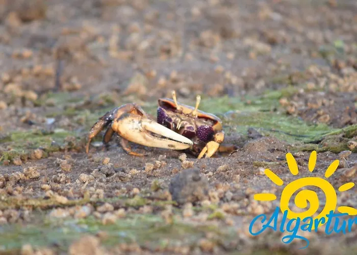 Holiday home Rocco House By Algartur