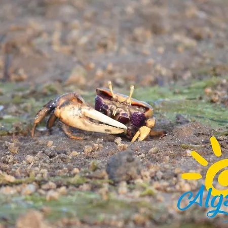 Casa de Férias Rocco House By Algartur